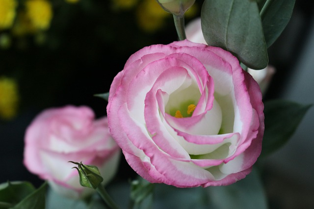 Que flores dar para um primeiro encontro?